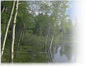 Kentucky Land,land for sale,Kentucky Land for sale,land, sale, property,kentucky property,kentucky Property,land for sale kentucky,sold land in kentucky,kentucky property,land for sale southeast,Advance Land and Timber,Kentucky Timberland,KY Timber